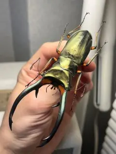 2026年最新】エラフスホソアカクワガタ 標本の人気アイテム - メルカリ