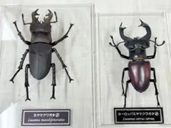 2026年最新】ミヤマクワガタ 標本の人気アイテム - メルカリ