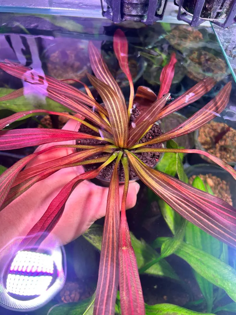 2026年最新】エキノドルス ホレマニーの人気アイテム - メルカリ