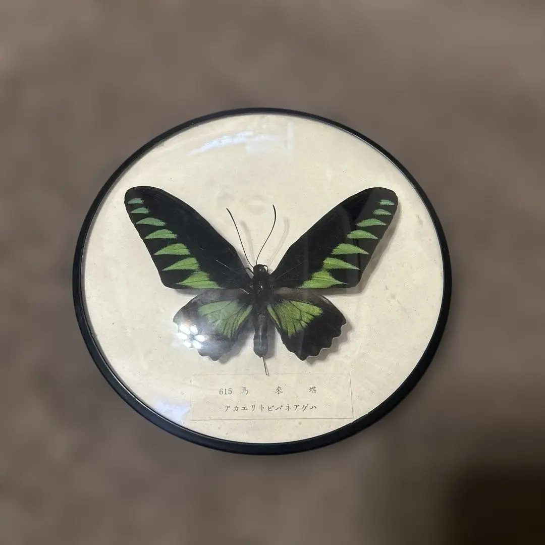 2026年最新】蝶 標本 アカエリトリバネアゲハの人気アイテム - メルカリ
