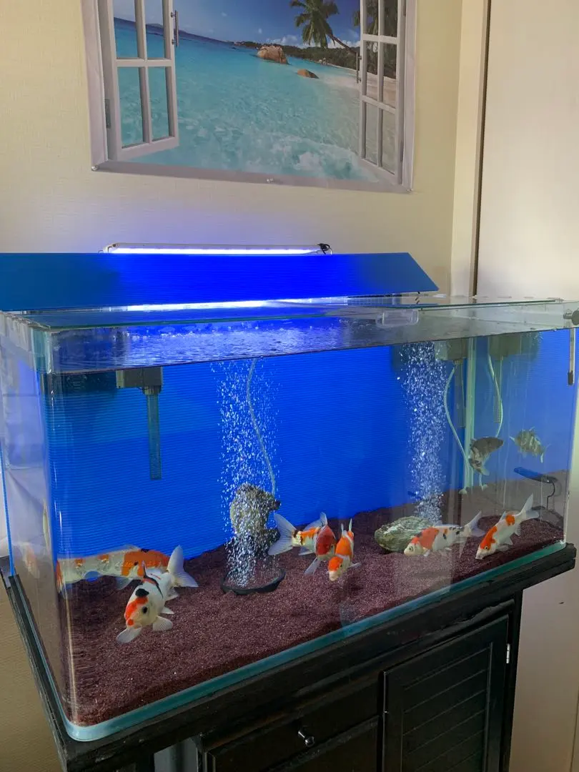 2026年最新】ライトスクリーン 水槽の人気アイテム - メルカリ