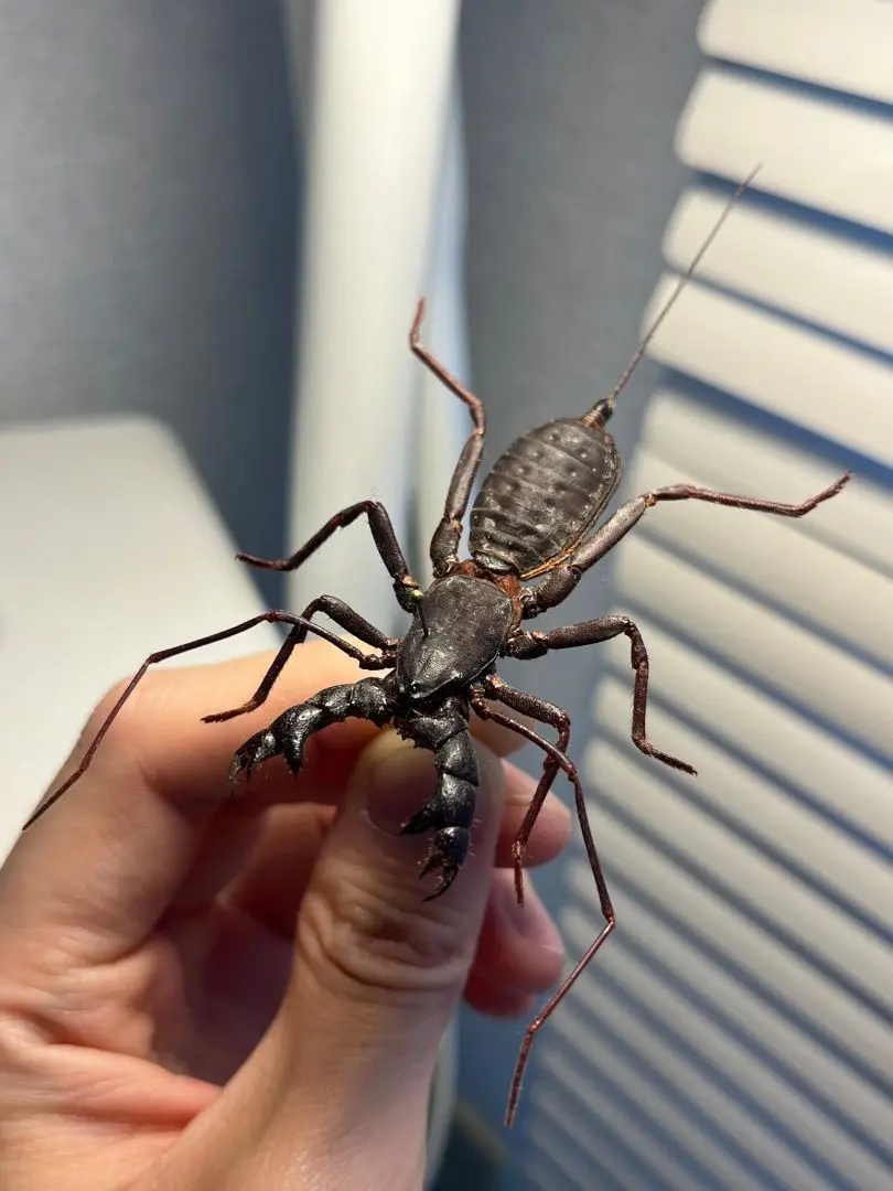 2026年最新】タランチュラ標本の人気アイテム - メルカリ