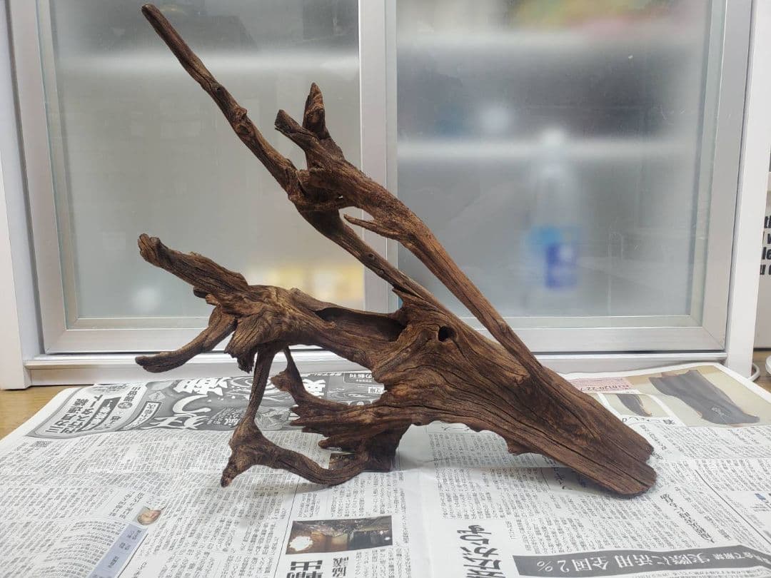 流木 レイアウト アク抜き済み AP10天然流木【大型根】15個組