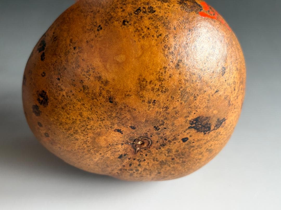 瓢花入利休写 朴堂老師 銘「庵の友」