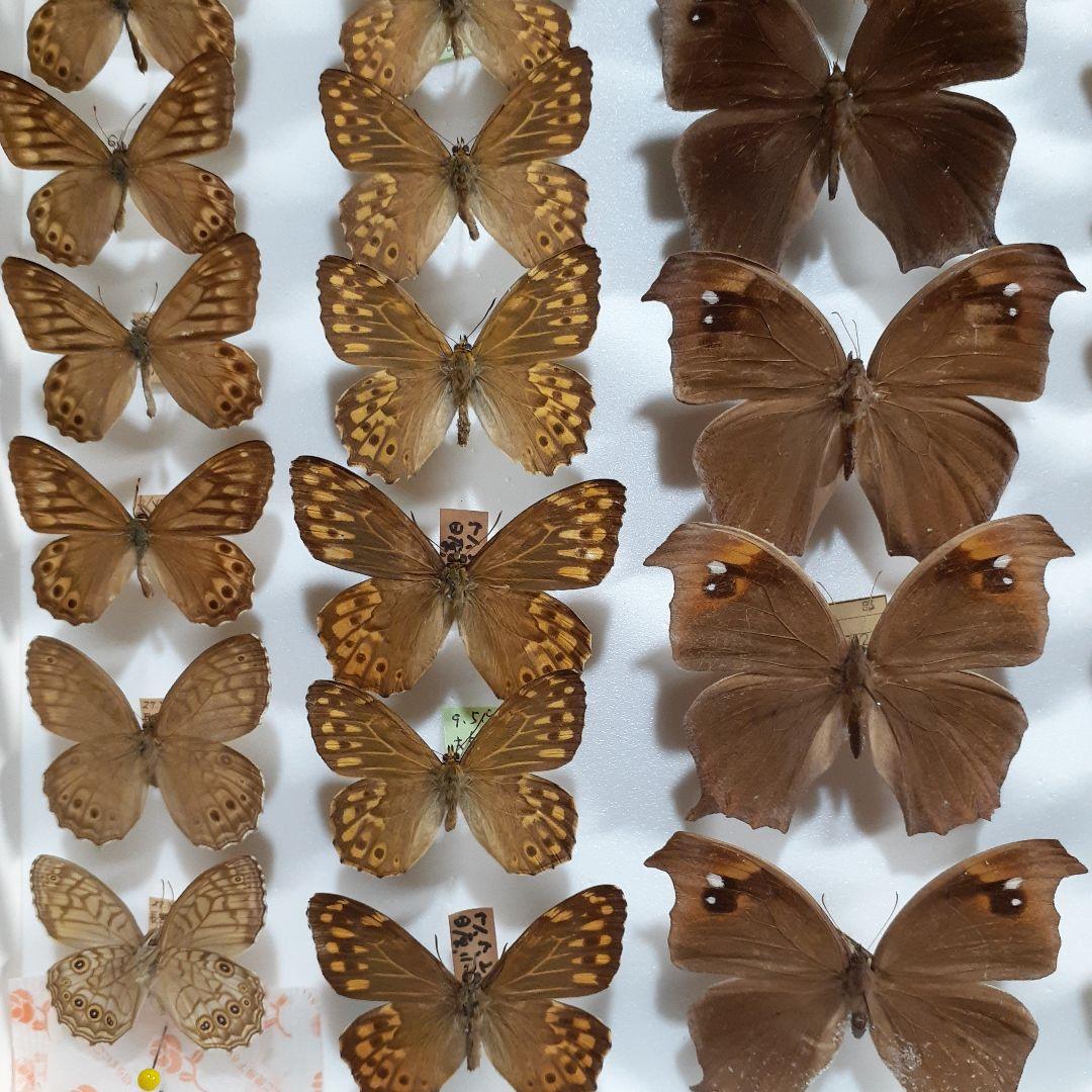 蝶標本 シロチョウ、ヒカゲチョウ類ほか20種156頭、大型ドイツ標本箱二
