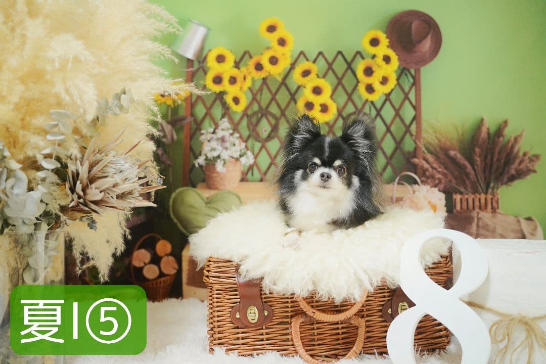 背景布夏BA② キッズ、ペット、7,8月撮影用フォトブース サーフィン