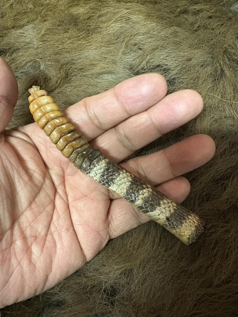 ガラガラヘビの尻尾（大）剥製 - メルカリ