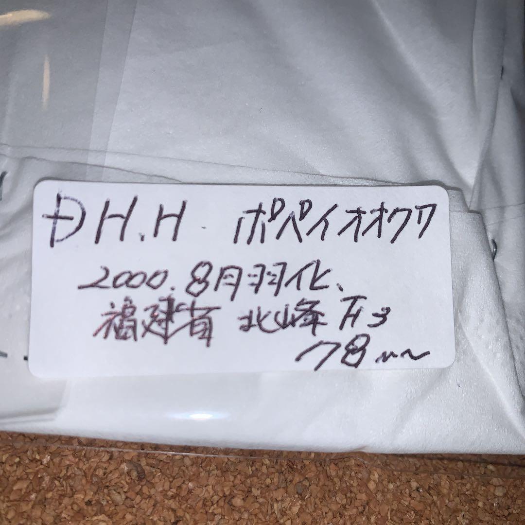 平成8年型 ホペイオオクワガタ飼育品78㍉