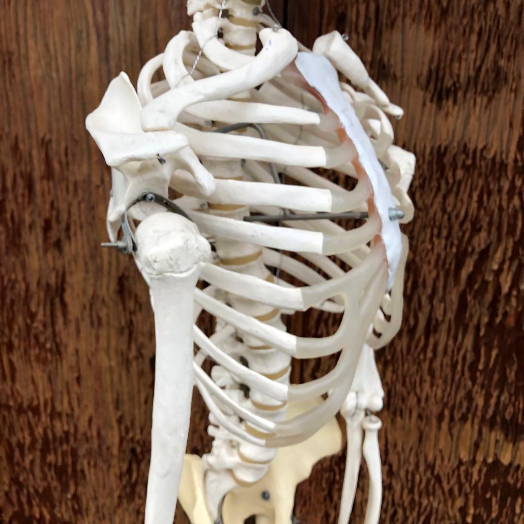 3B 人体模型 等身大 ドイツ 3B Scientific社 全身骨格模型 - メルカリ