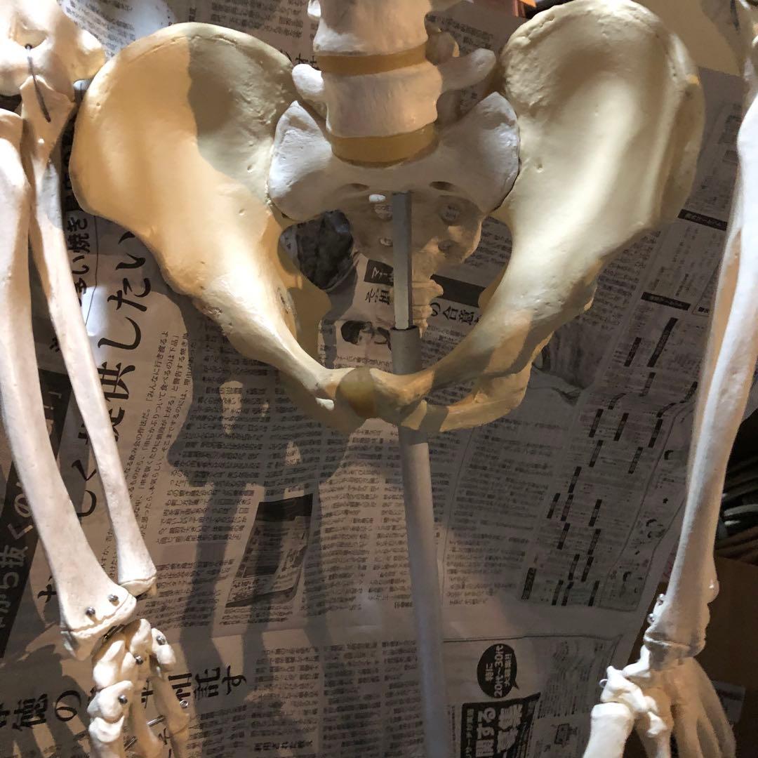 3B 人体模型 等身大 ドイツ 3B Scientific社 全身骨格模型 - メルカリ