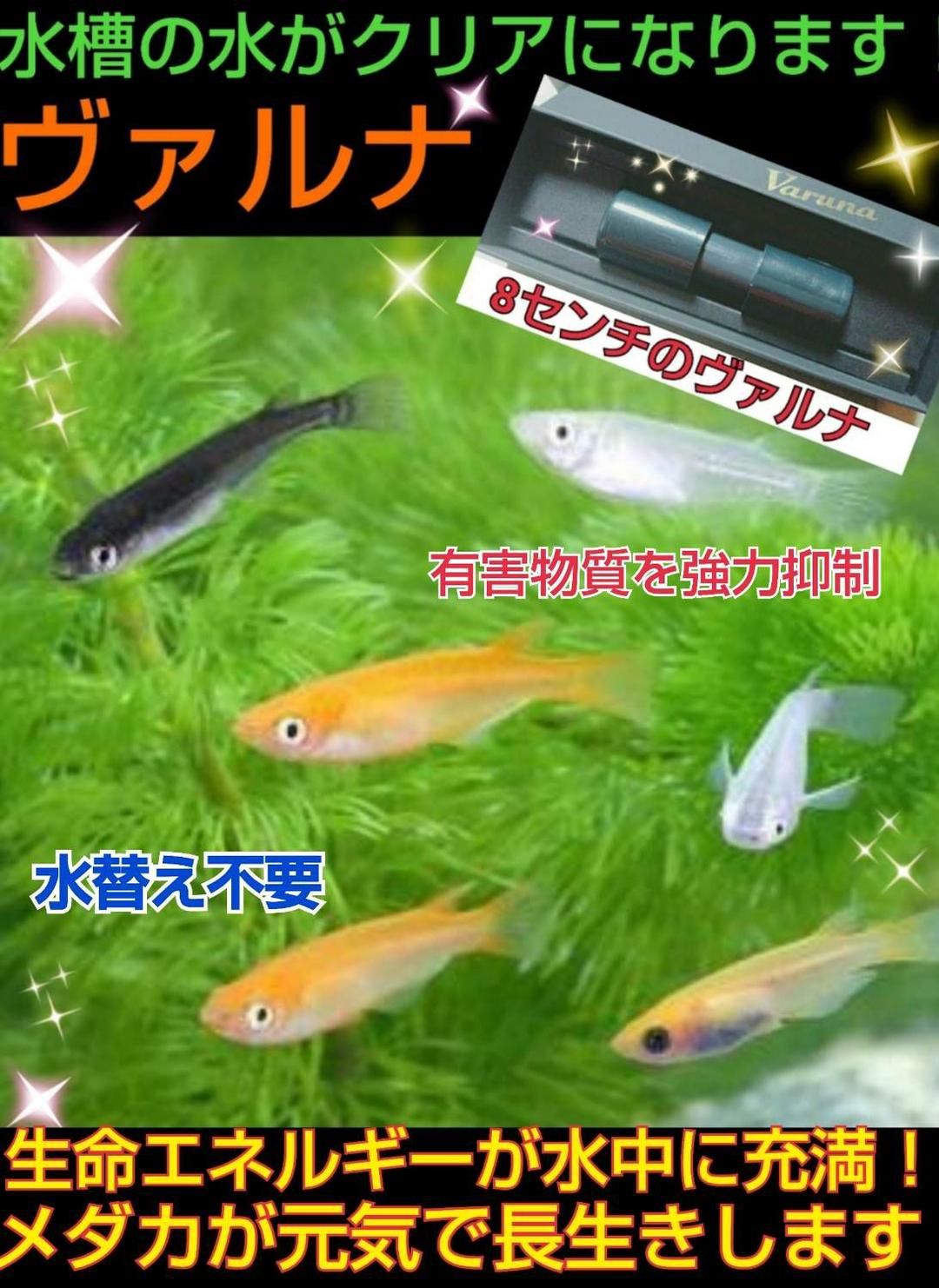 水槽の水が綺麗になります【ヴァルナミニ】有害物質を強力抑制し透明度