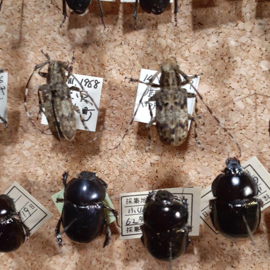 甲虫標本 カミキリムシ、オサムシほか66頭。大型ドイツ標本箱入り