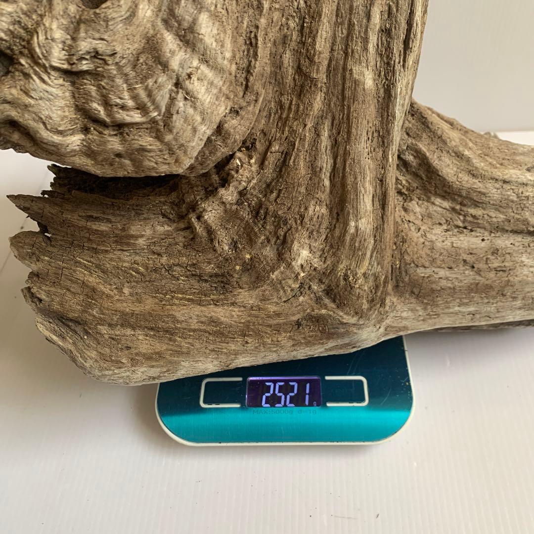 アク抜き済み流木　No.161 超レア型