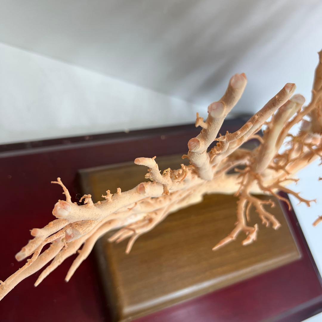 本桃色珊瑚 超特大原木 ガラスケース付 東Y8-0105☆2Fタサオ docomo