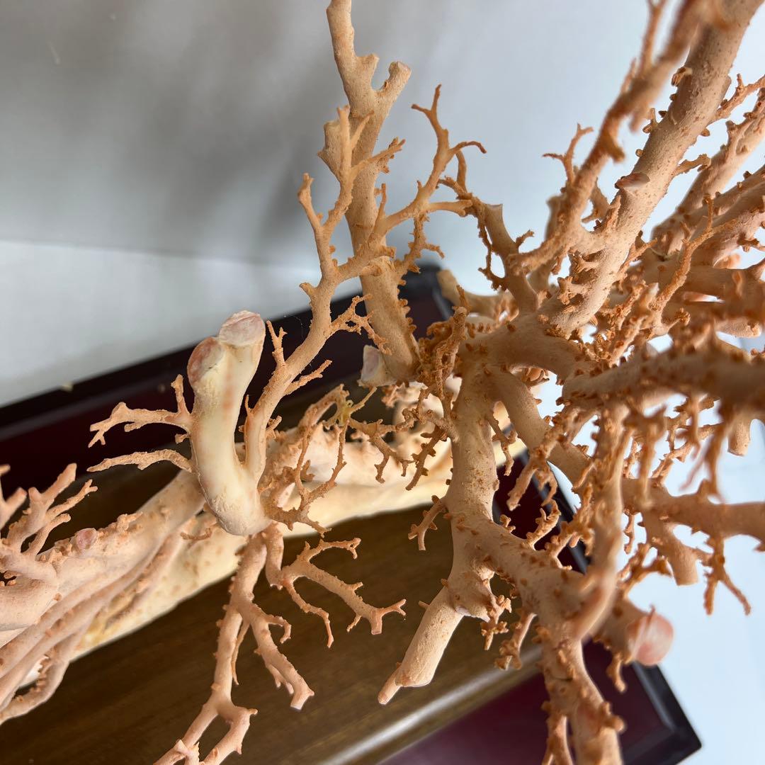 希少 Sotaro Saegusa 黒陶 陶器製 干支 置物 2点セット 楽天市場】干支