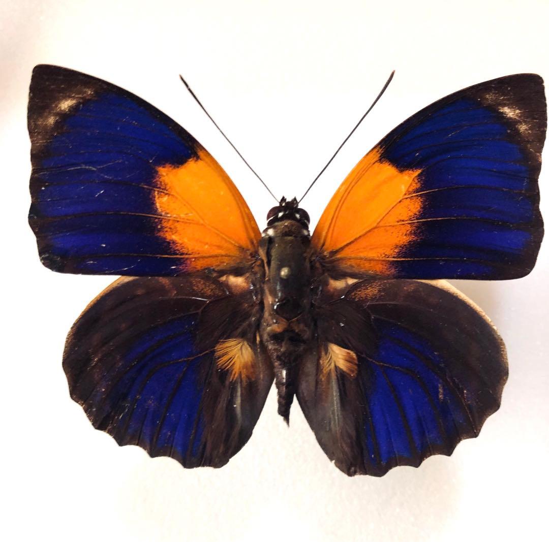 蝶標本 フルニェルミイロタテハ 単品