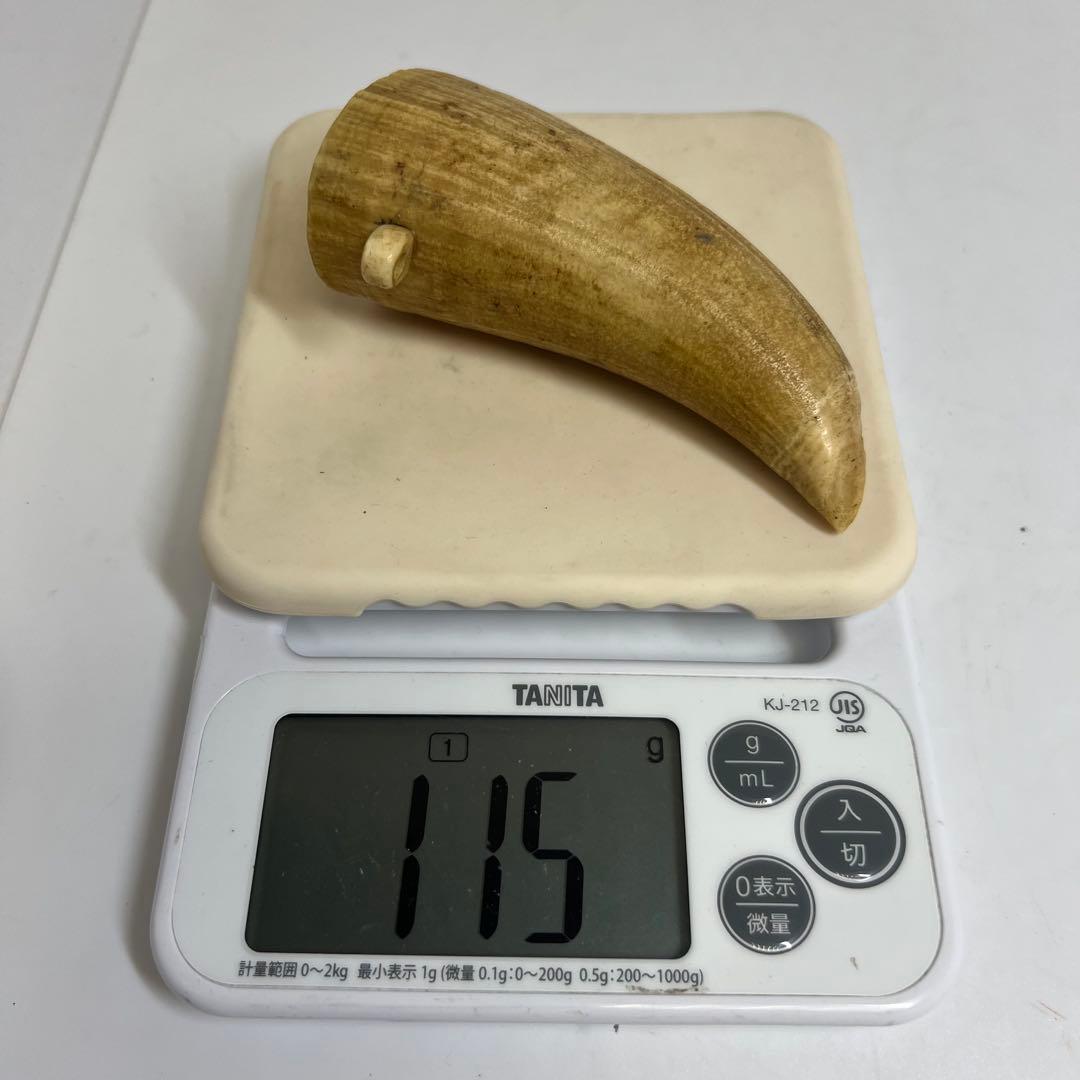 マッコウ鯨 115g 東K8-0112☆2F マッコウクジラ | 北の知床観光