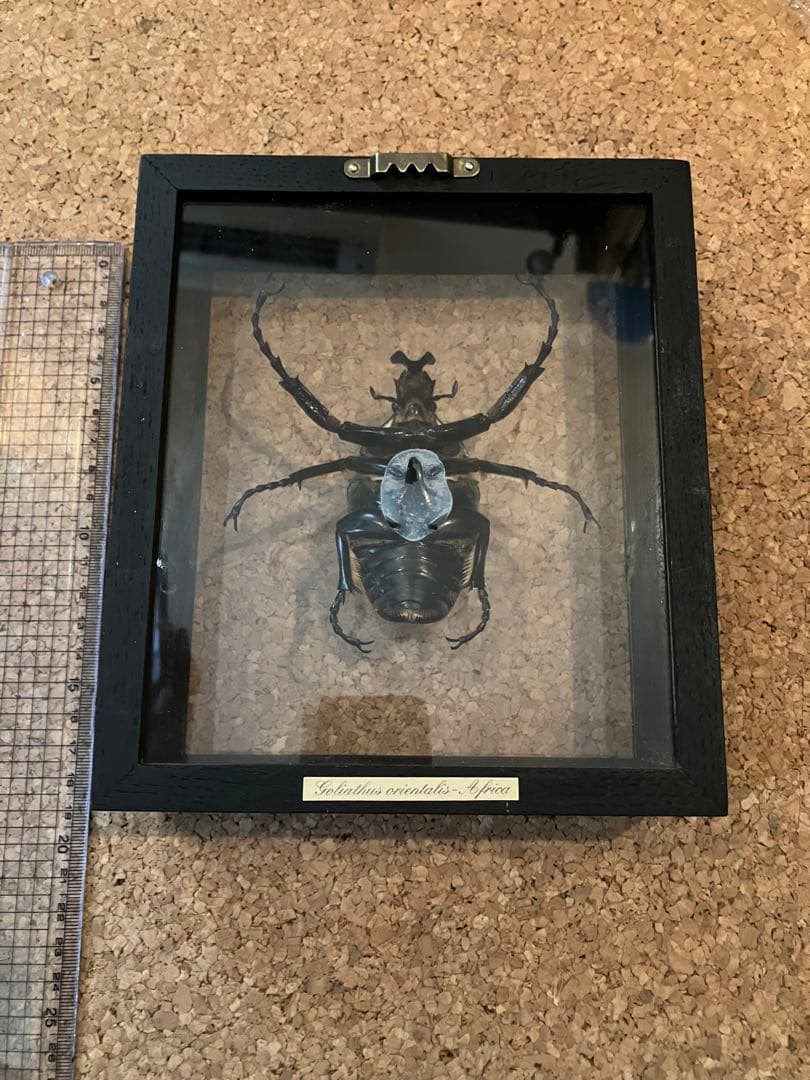 標本/ゴライアスオオツノハナムグリ/ゴライアスオリエンタリス