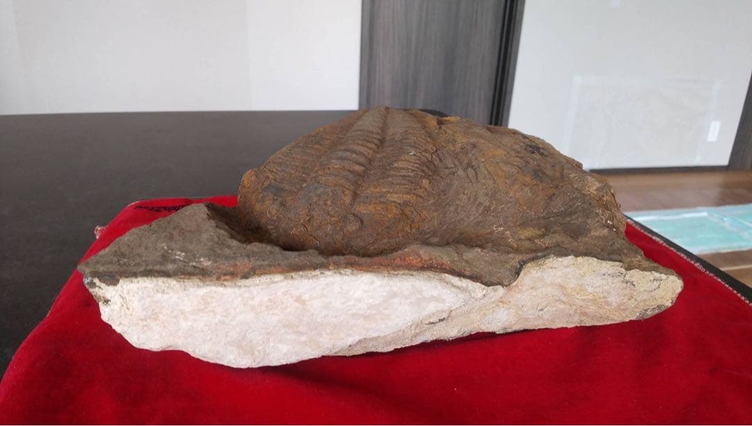 三葉虫化石 化石 古道具 アンティーク ディスプレイ オブジェ