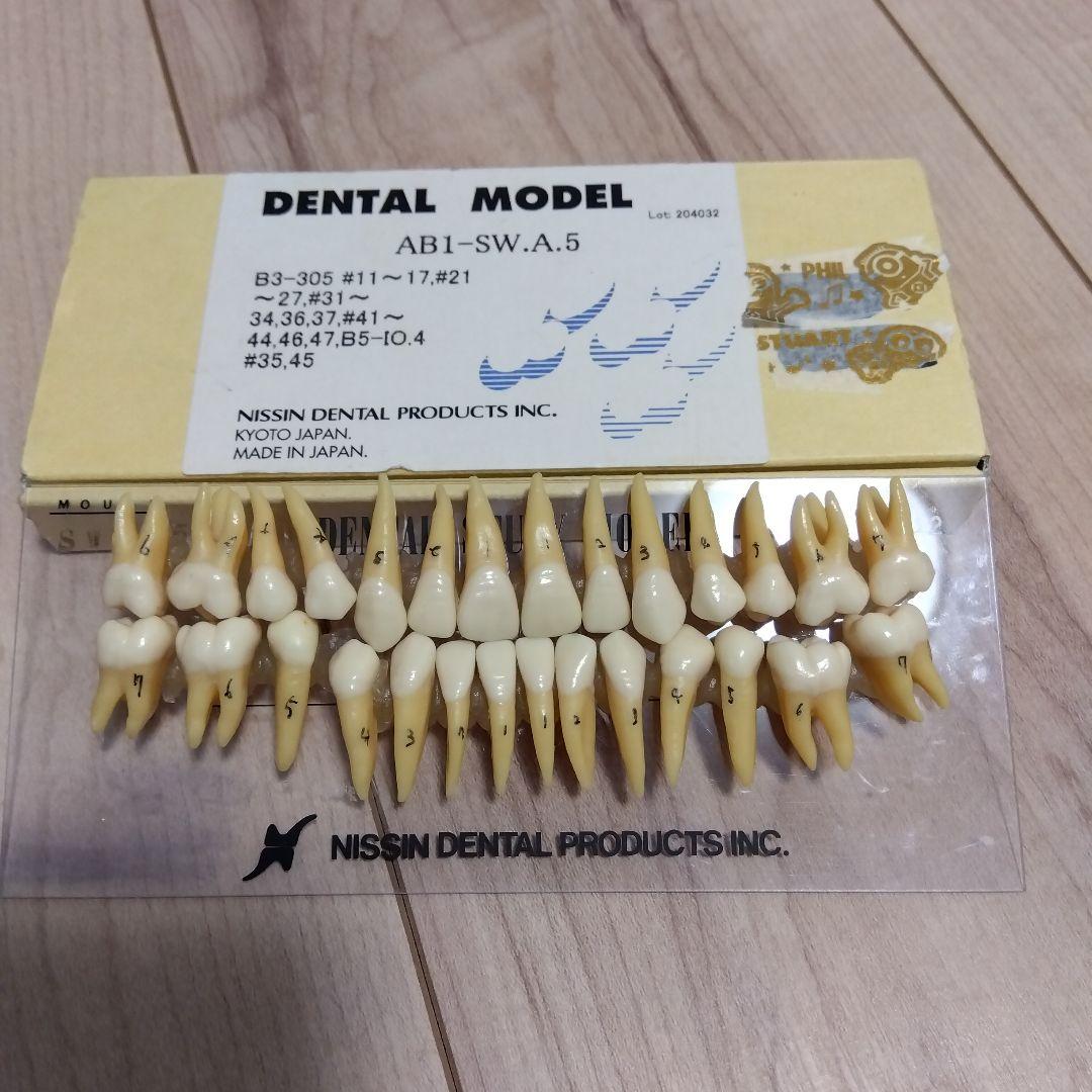 複製根模型歯 DENTAL MODEL B3-305(32S) NISSIN - メルカリ