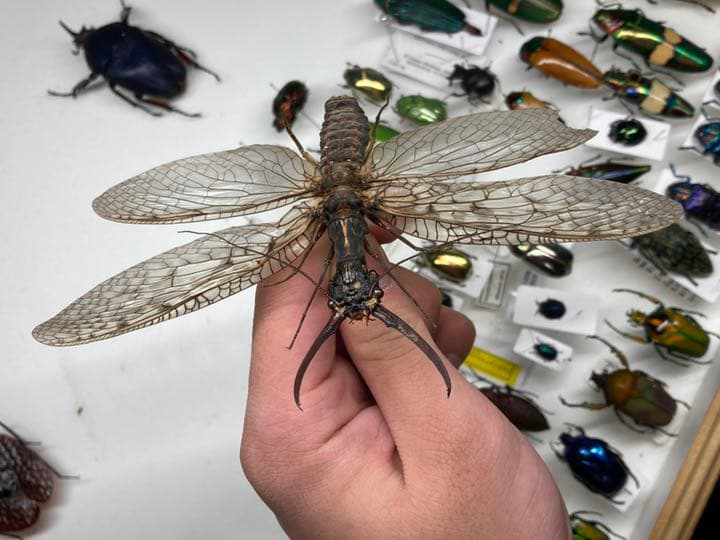 Ken Konishi 小西謙三 水彩画 風景 コレクション 1951年制作 額装