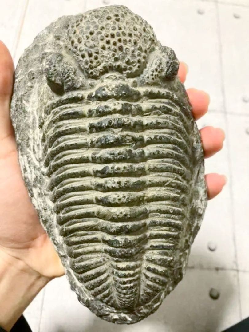 ドロトプス・メガロマニクス 三葉虫 化石 巨大 - メルカリ