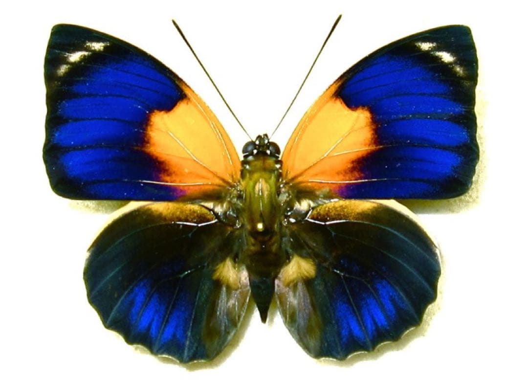 アグリアス・アミドン・フィラテリカ・黄色型 蝶標本 昆虫標本