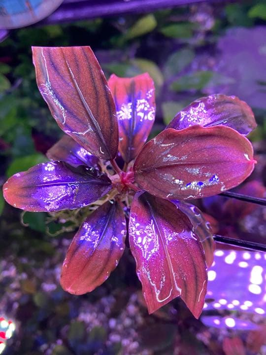 ブセファランドラ sp ,ファンタスティックパープル - メルカリ