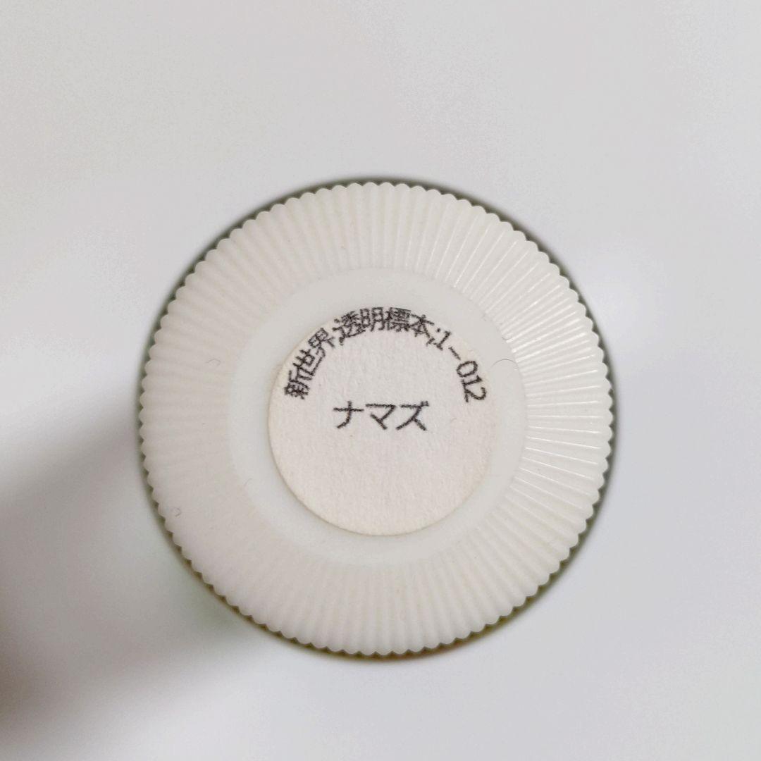 【良品】新世界透明標本 -ナマズ-