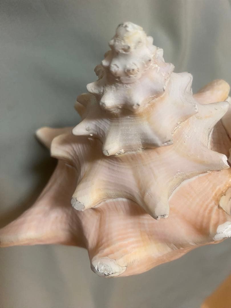 法螺貝 （ほら貝） 12インチ No.134 古代桃色法螺貝（ピンク貝）法螺貝