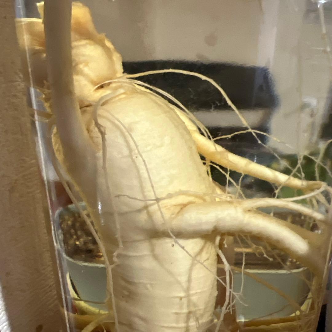 朝鮮白頭山人参古酒 薬膳酒 漢方 薬酒 健康酒 養命酒