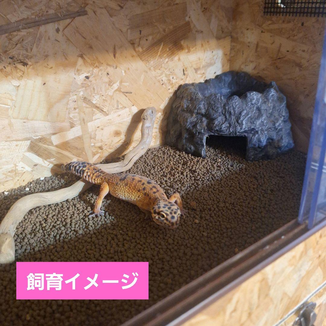 本日まで】コスパ重視！OSB木製ケージ(未使用)2個セット