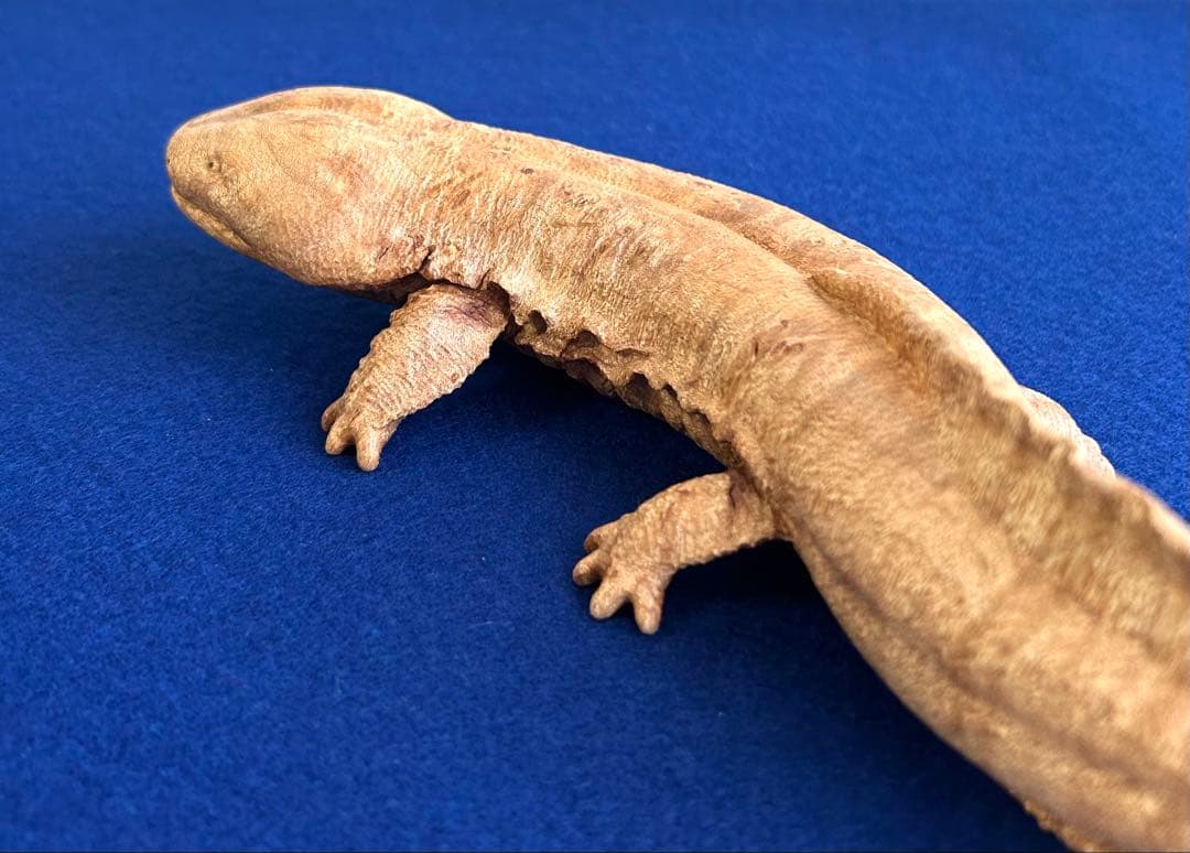 田中鱗水 メープル瘤材彫オオサンショウウオ 26cm 125.52g 神代杉台付