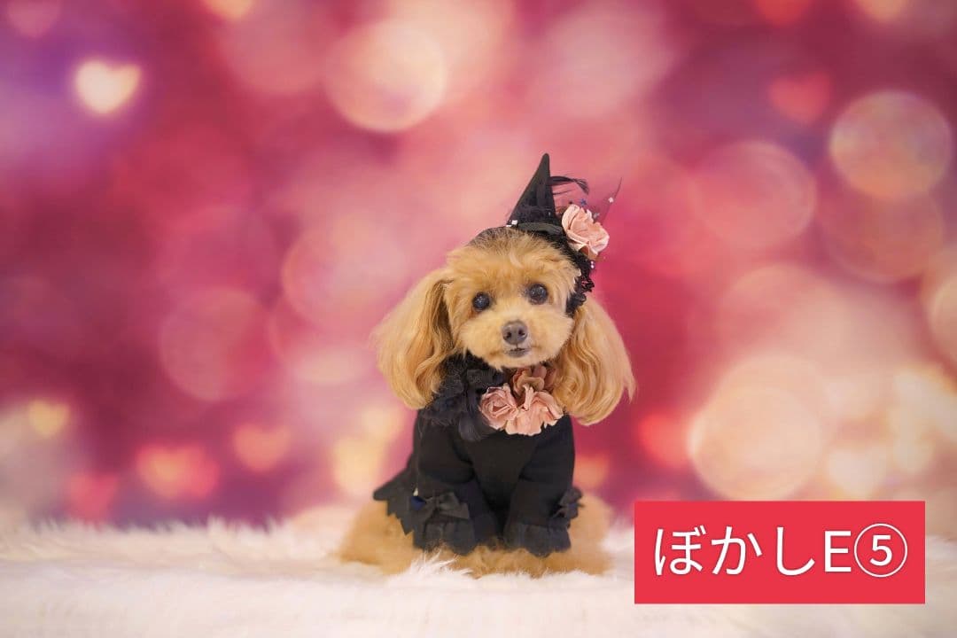 背景布【秋H】サンプル 9月お月見、ペット、トリミング撮影用