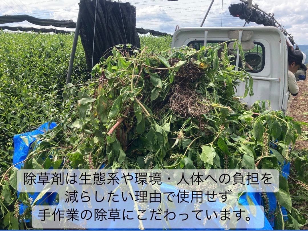 無農薬抹茶】便利な個包装スティック100本入り！溶かすだけ簡単