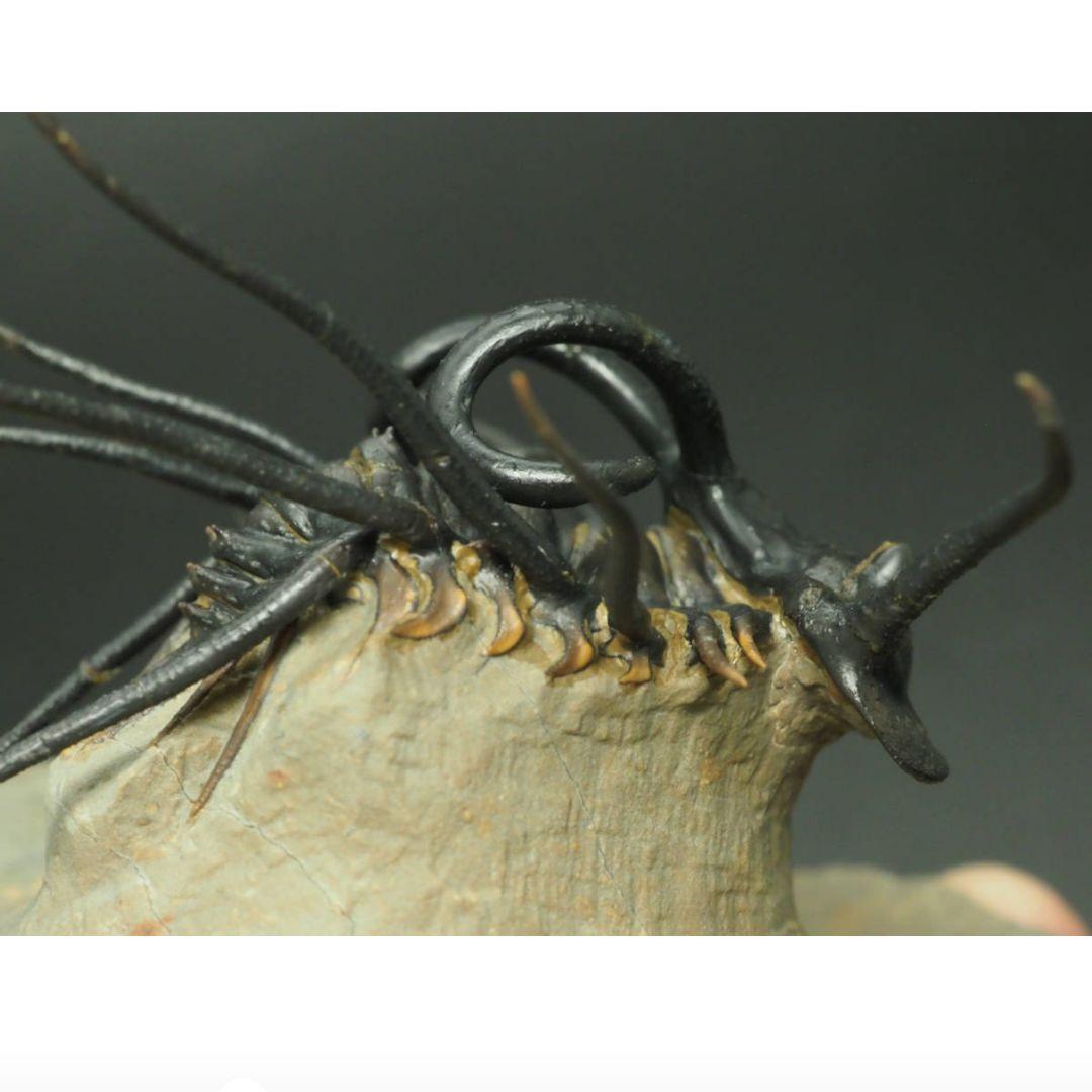 化石標本骨格三葉虫ディクラヌルス極美麗特級標本