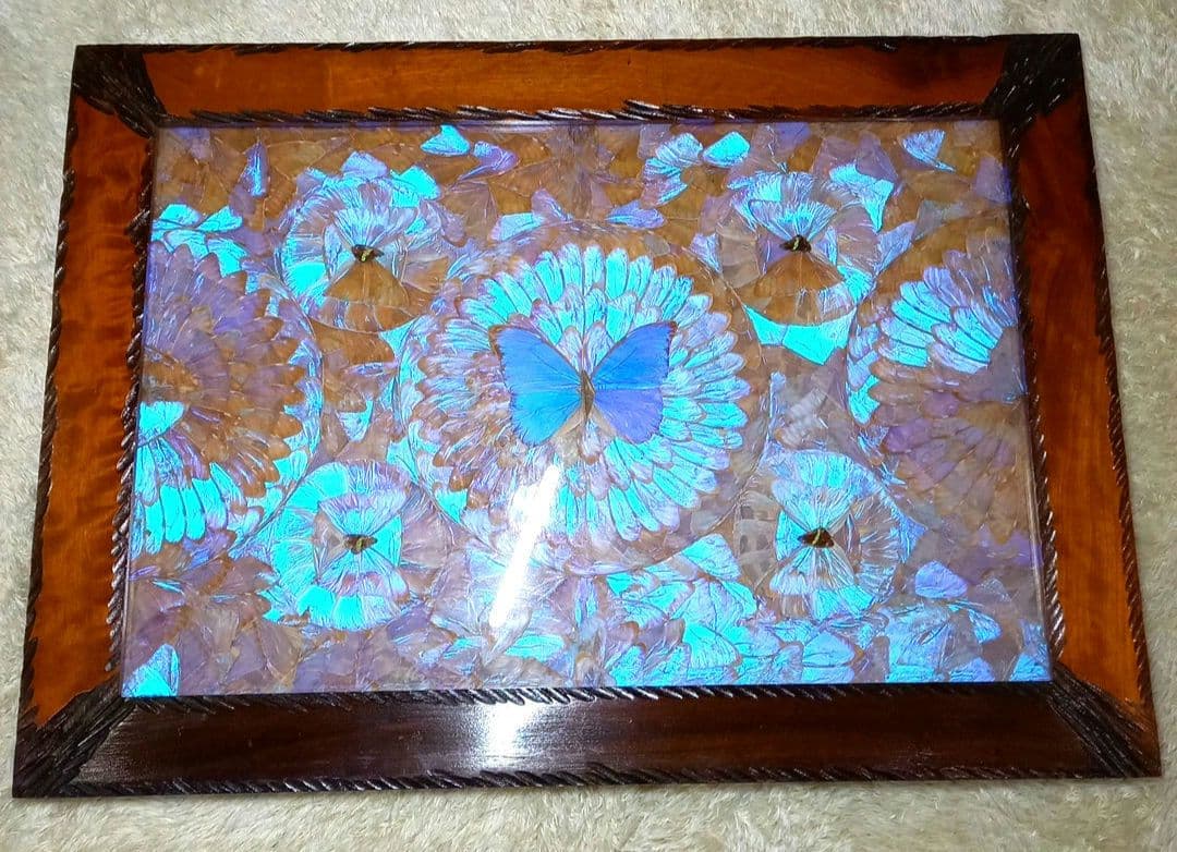 希少 羽根細工 モルフォ蝶◇蝶羽画 絵画 木製額 - メルカリ