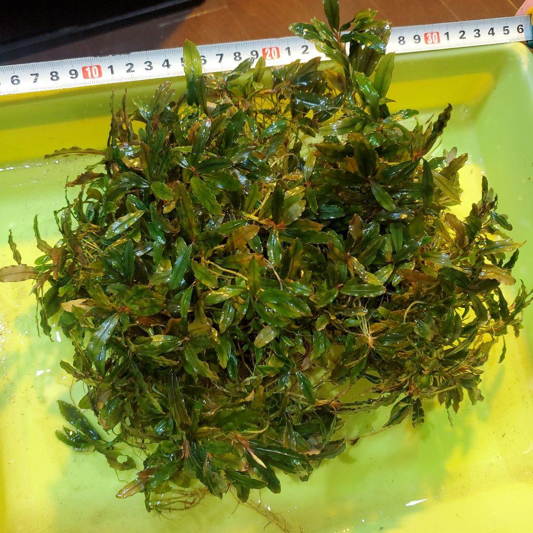 ブセファランドラ・クアラクアヤン　一塊超大量　② ブセファランドラ・クアラクアヤン 一塊超大量 ② ブセファランドラ