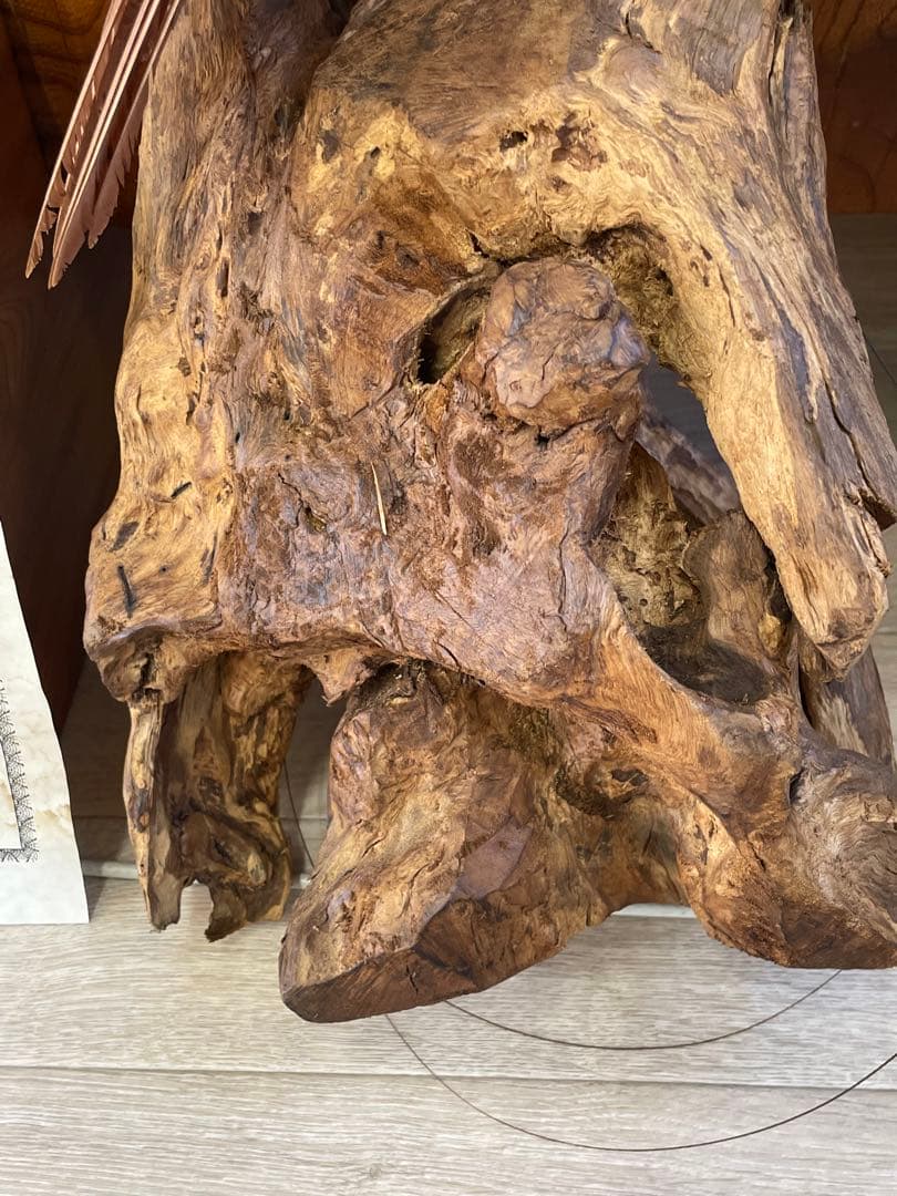 世界鳥獸館（フォーナランド）鳥 剥製 極楽鳥 ゴクラクチョウ 証明書付き