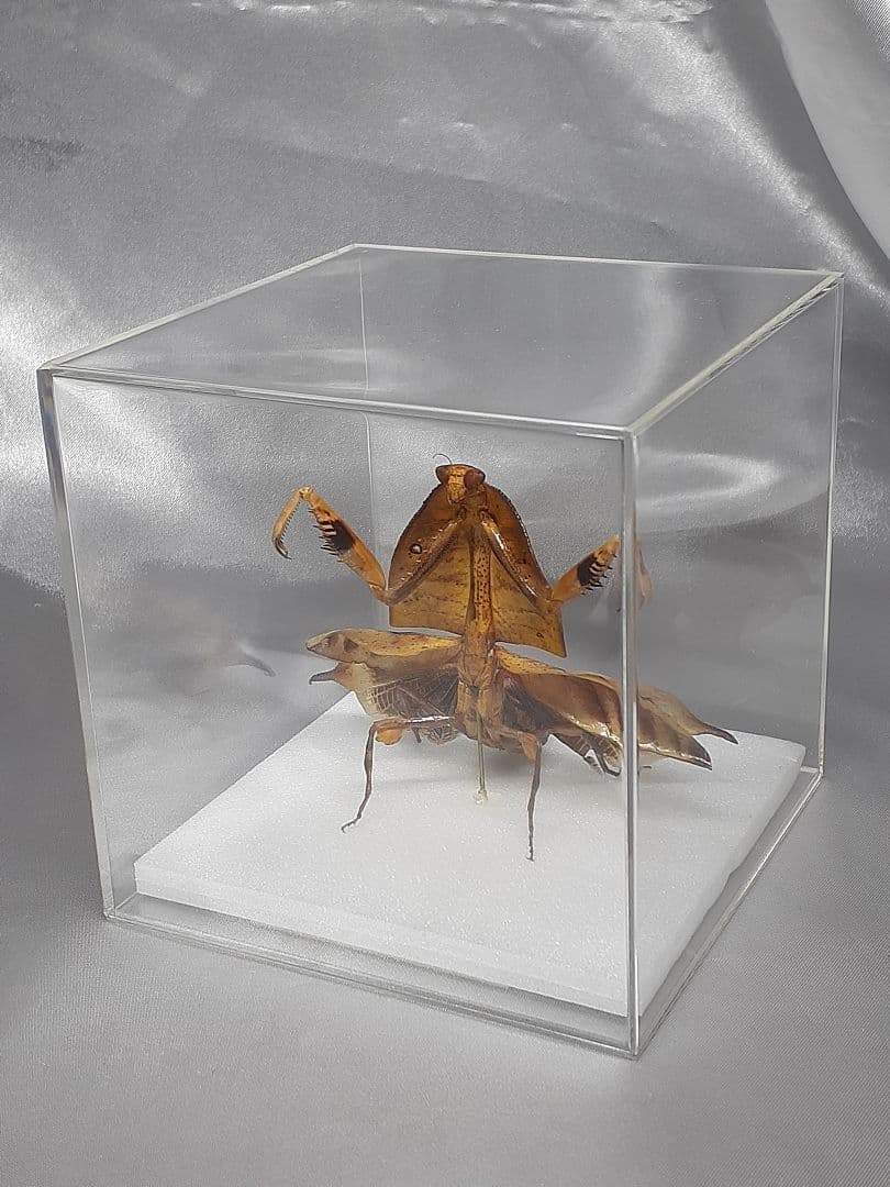 マルムネカレハカマキリ雌 立体標本 - メルカリ