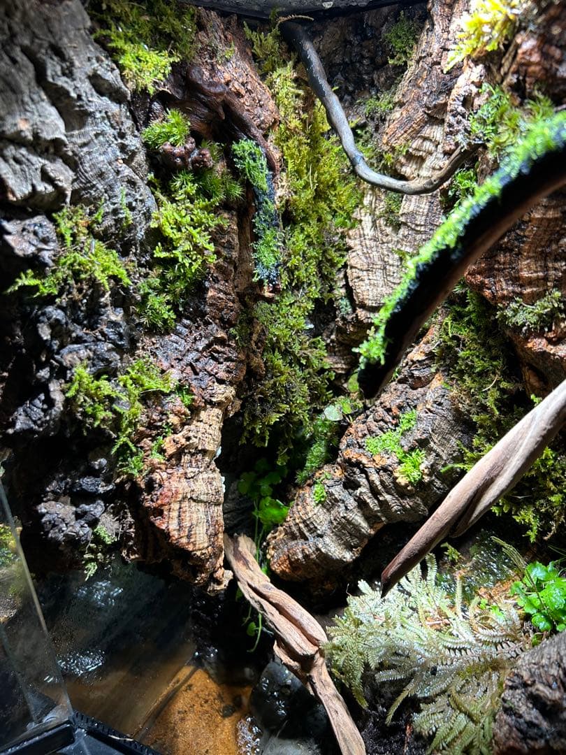 グラステラリウム3045 レイアウト品