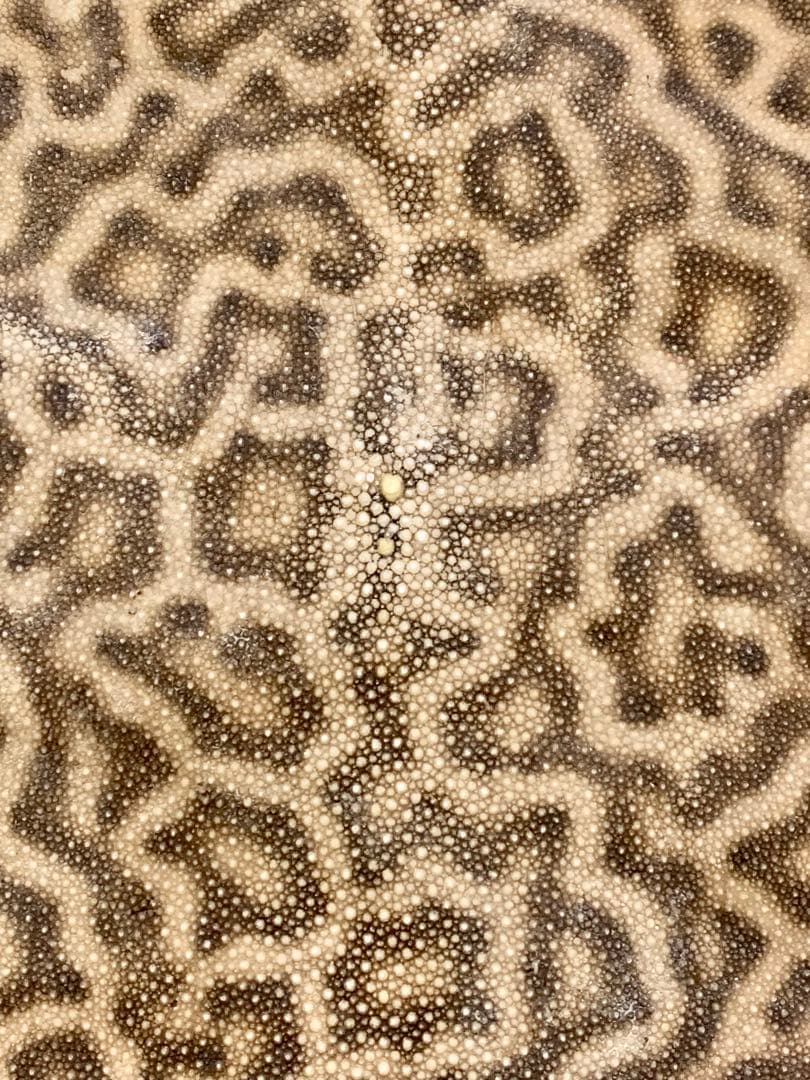 鮫皮　刀剣用　虎鮫⑧