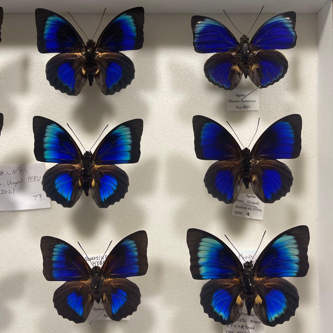 ゴライアストリバネアゲハ！標本！大型！ペア！ 【公式通販