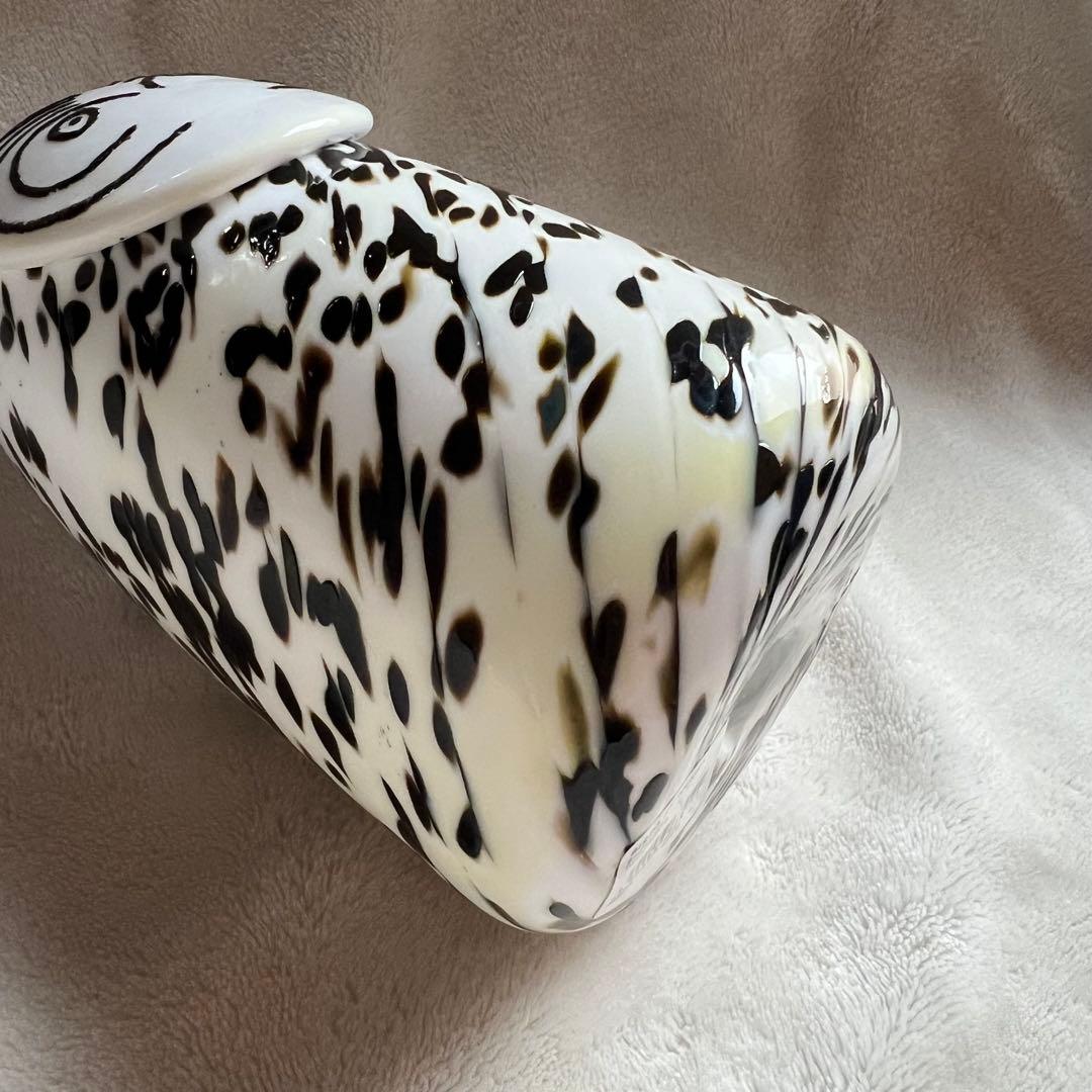 イッタラ シロフクロウ iittala Snowy owl