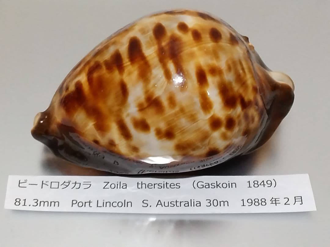 貝殻 ビードロダカラ (タカラガイ科) 美術品・アンティーク・コレクション