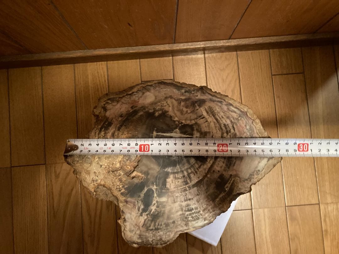 ウミテング 乾燥標本① 海 魚 レア 標本