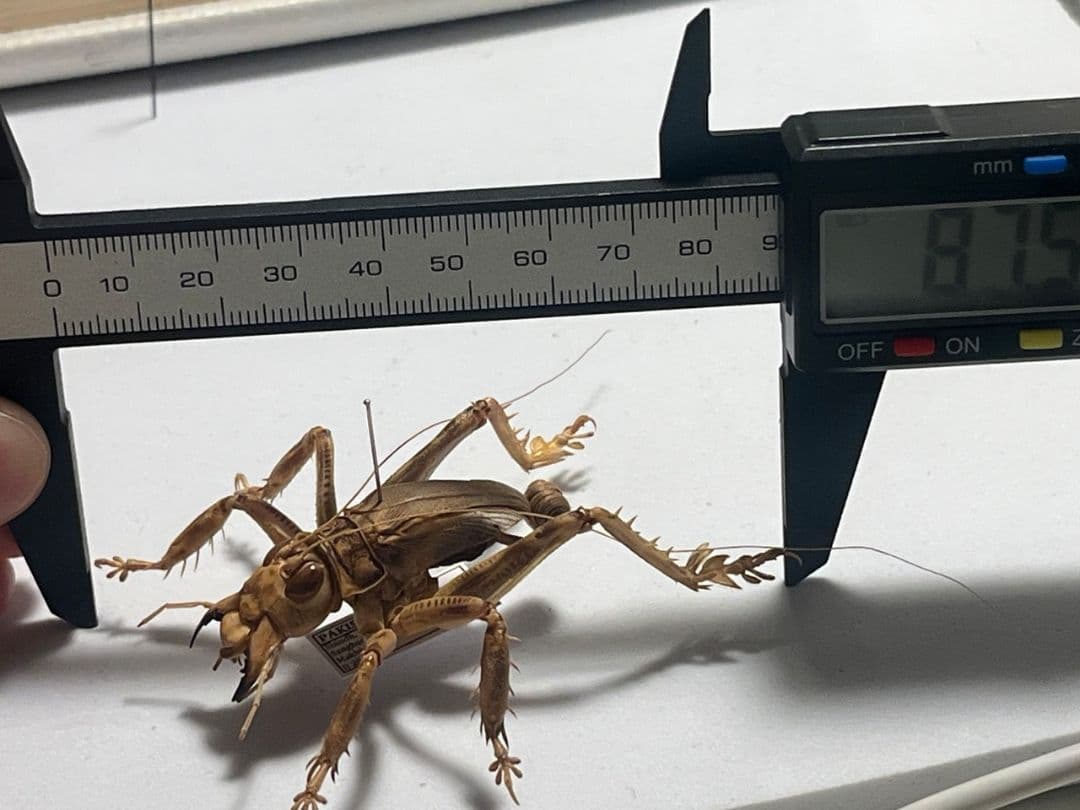 成虫】マキバネコロギス 昆虫標本バッタ キリギリスコロギスリオック直