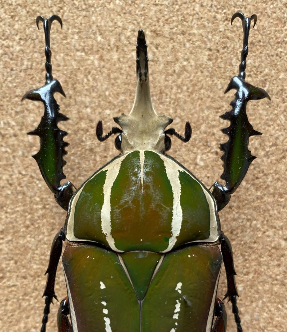 希少標本野外品マダガスカルチャイロミノケブカゾウムシ