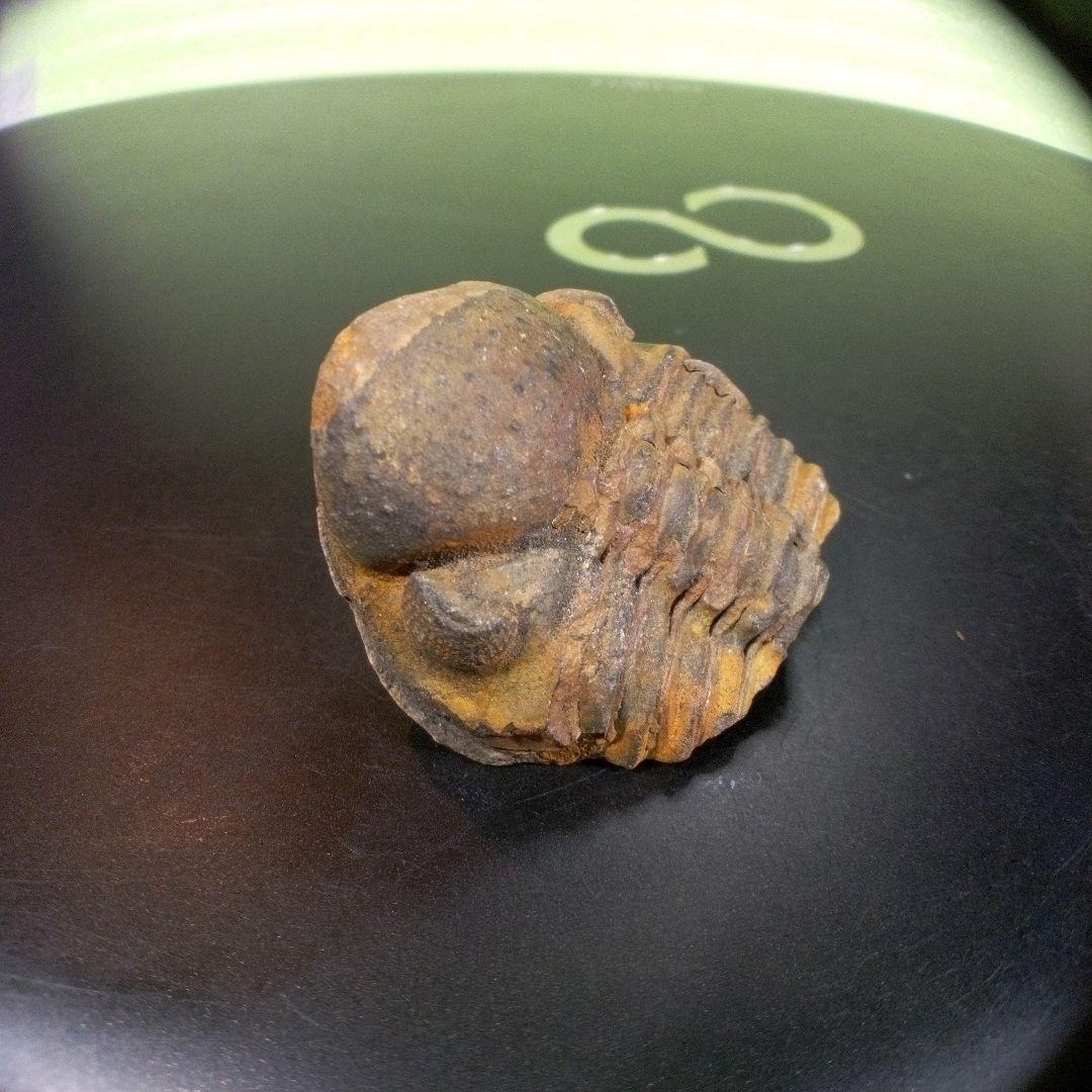 三葉虫 化石 fossil ボリビア産 trilobite 三葉虫判別⑦