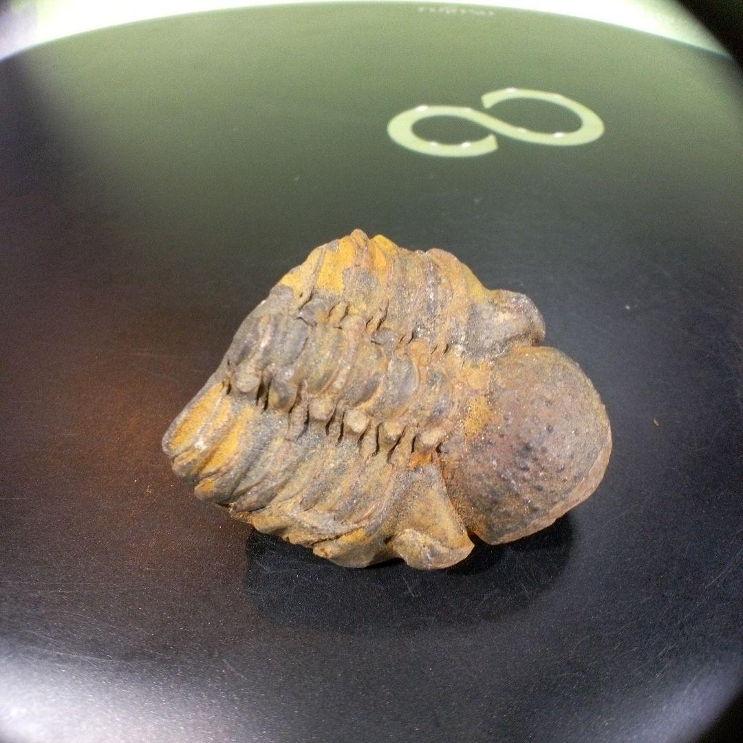 三葉虫 化石 fossil ボリビア産 trilobite 三葉虫判別⑦